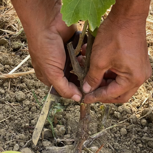 Anchoring the vine in the limestone